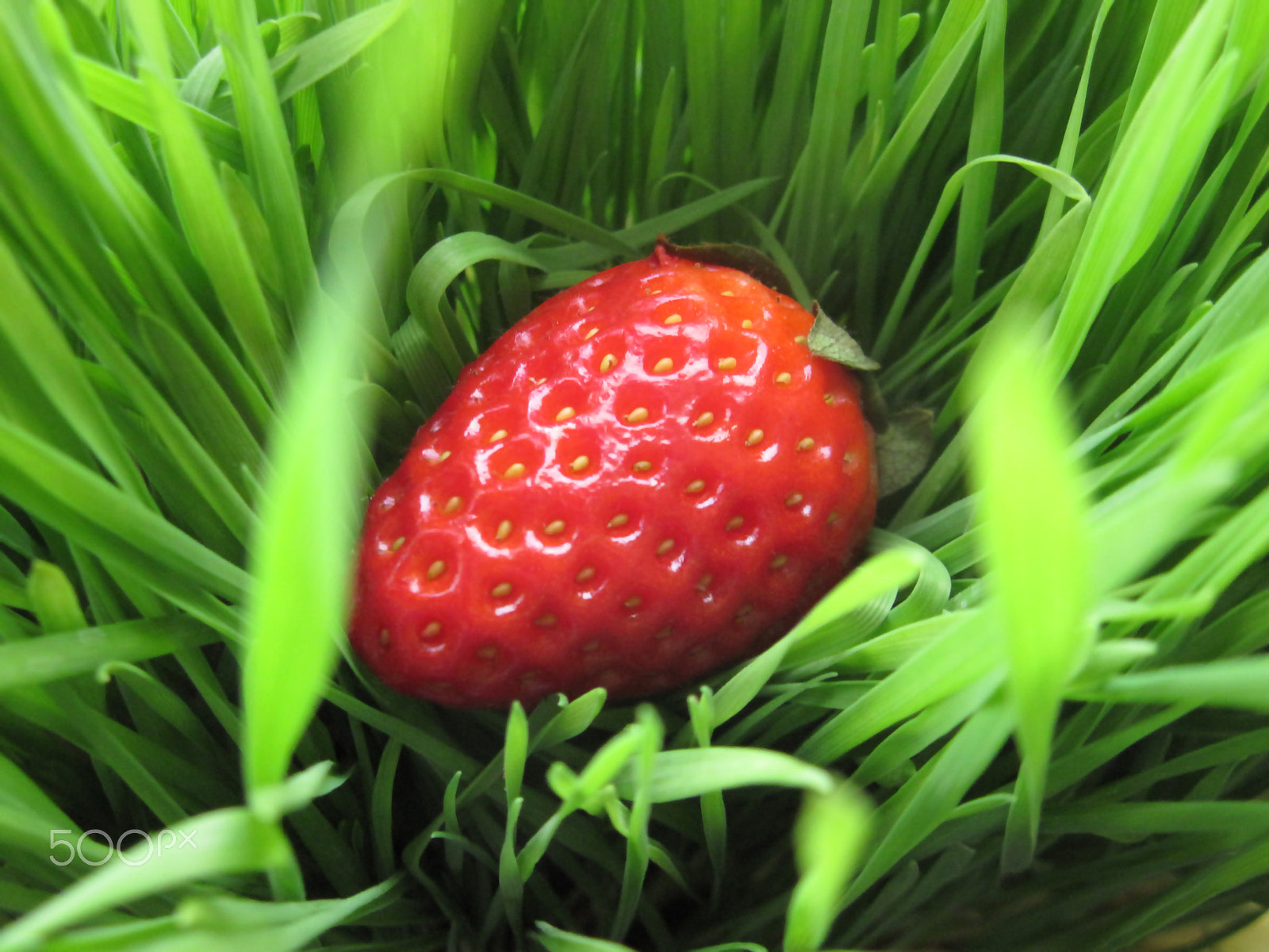 Canon PowerShot A2100 IS sample photo. Strawberry photography