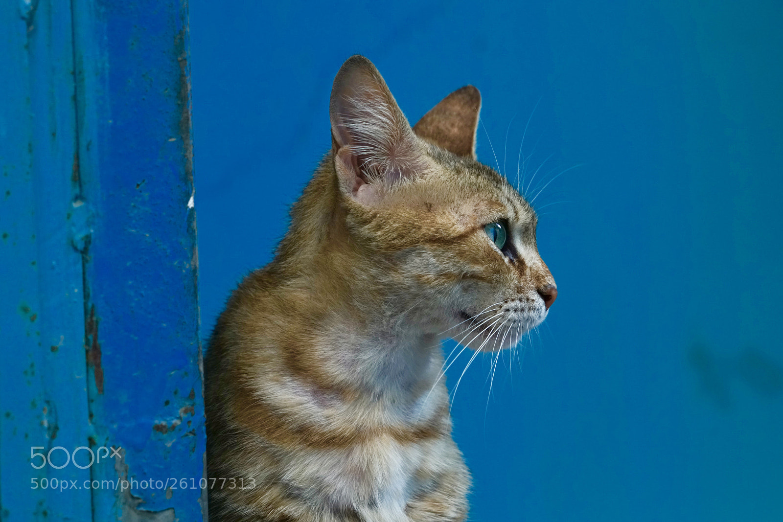 Sony a7R II sample photo. Cat photography