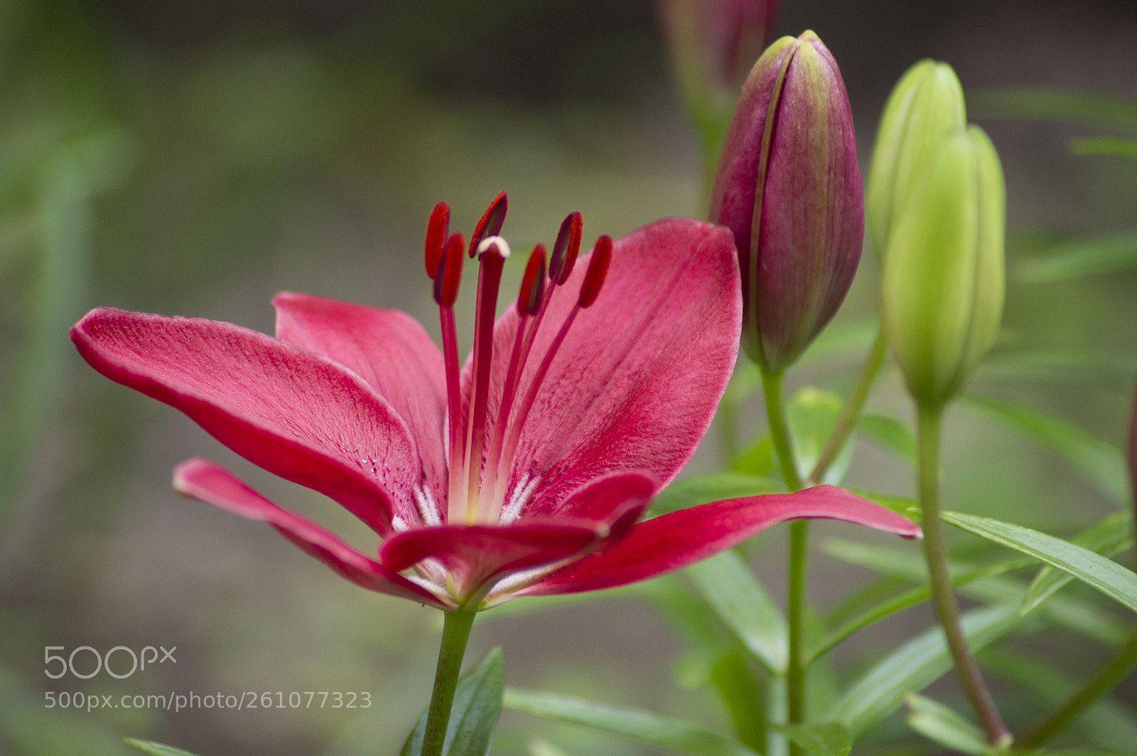 Pentax K-x sample photo. Tulip photography