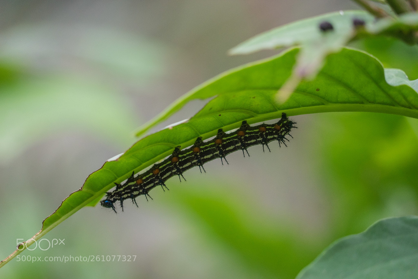 Sony a7 II sample photo. Im papiliorama photography