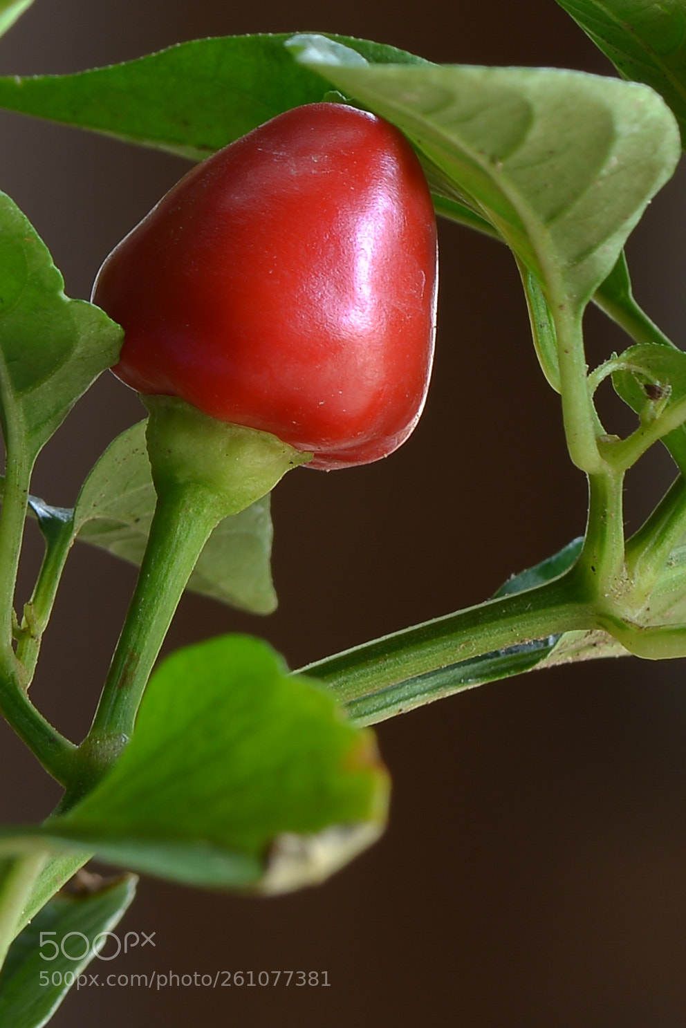 Nikon D800E sample photo. Chilli photography