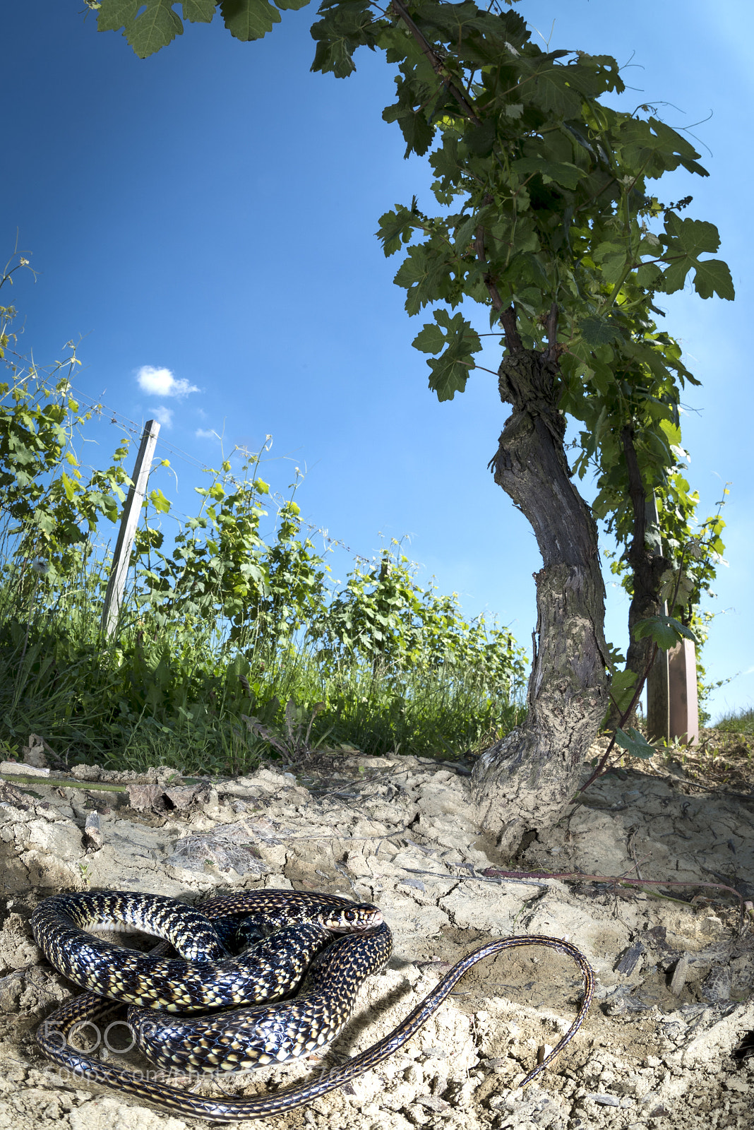 Nikon D750 sample photo. Biacco photography