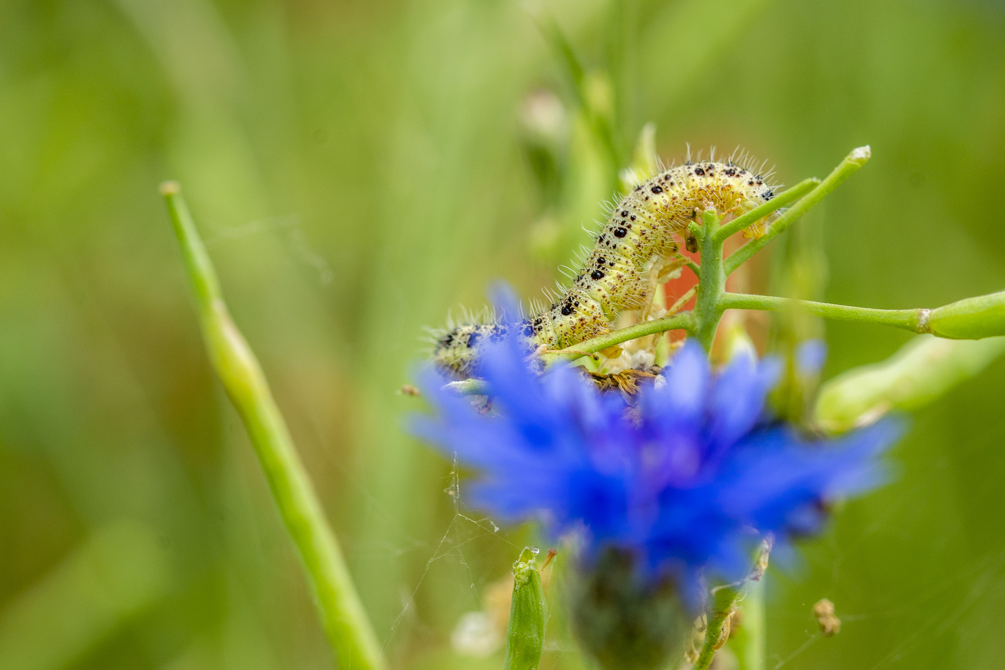 Sony a99 II sample photo. Dsc photography