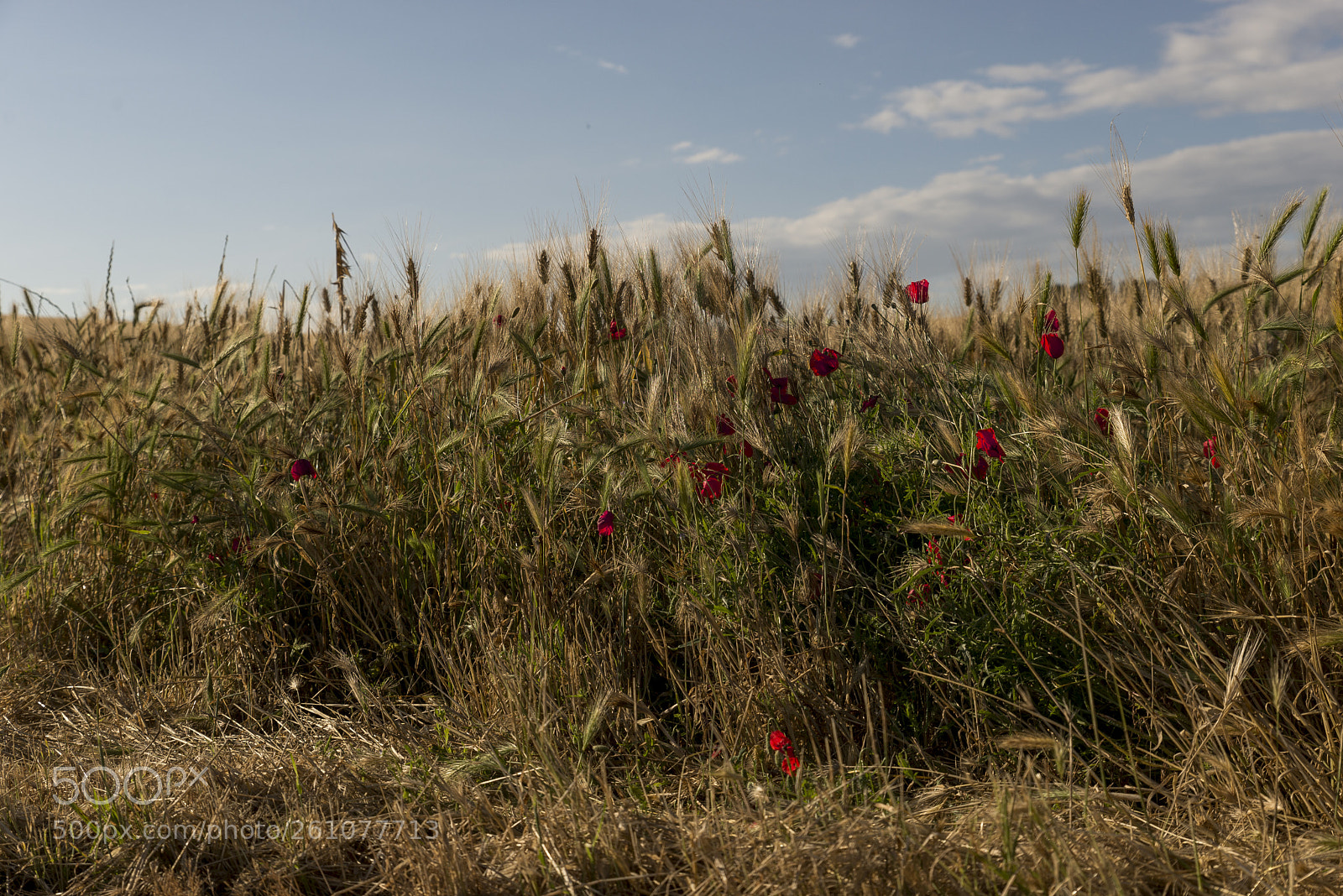 Nikon D610 sample photo. Il grano photography