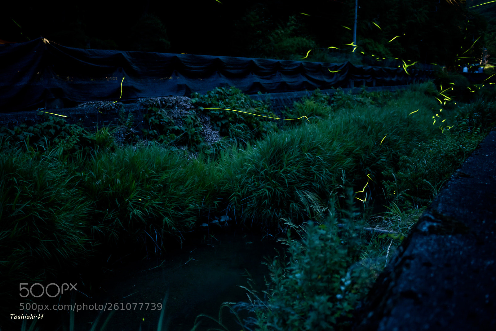 Nikon D810 sample photo. Luciola cruciata photography