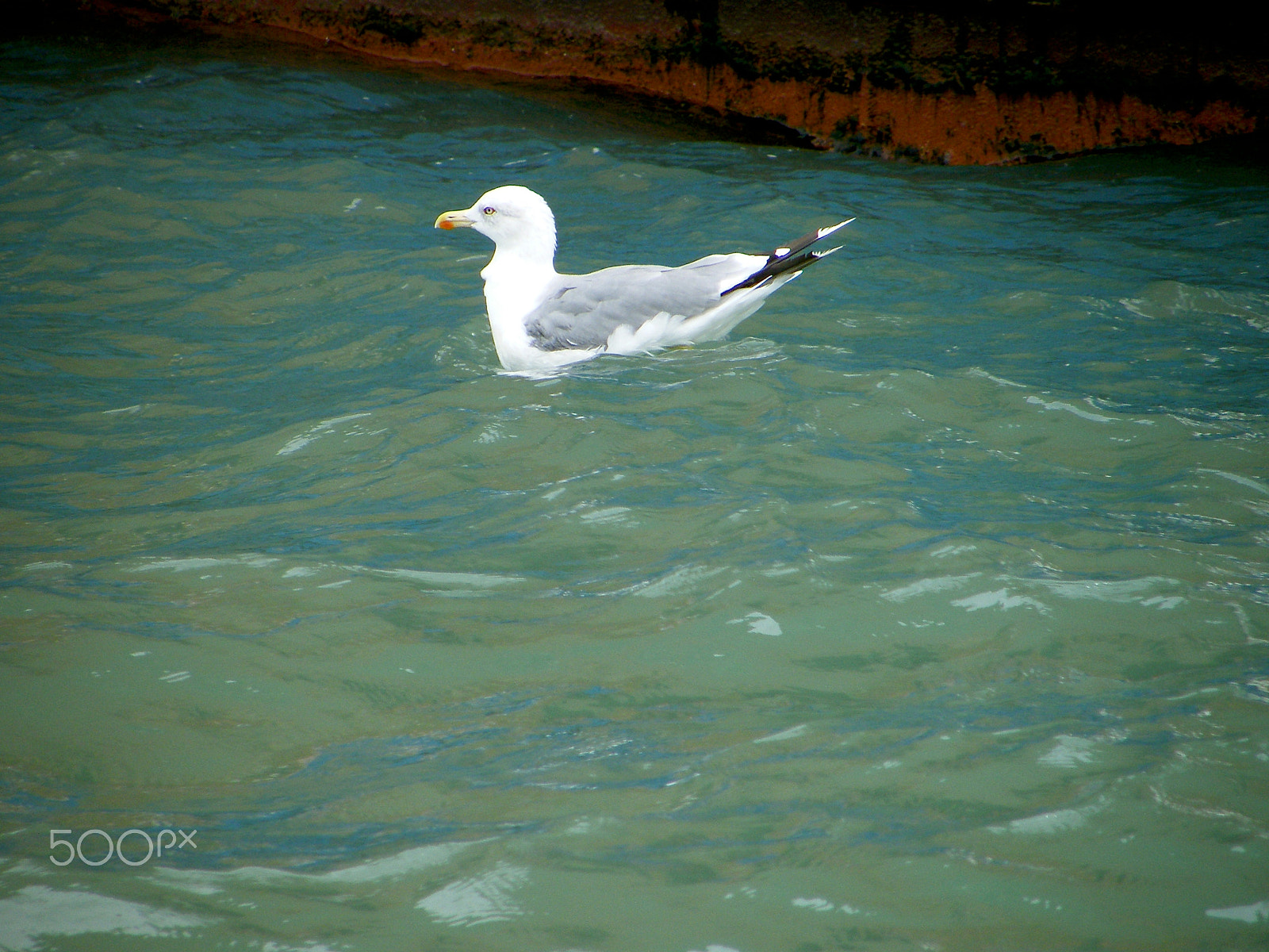 Fujifilm FinePix S8000fd sample photo. Seagull on the sea - venice photography