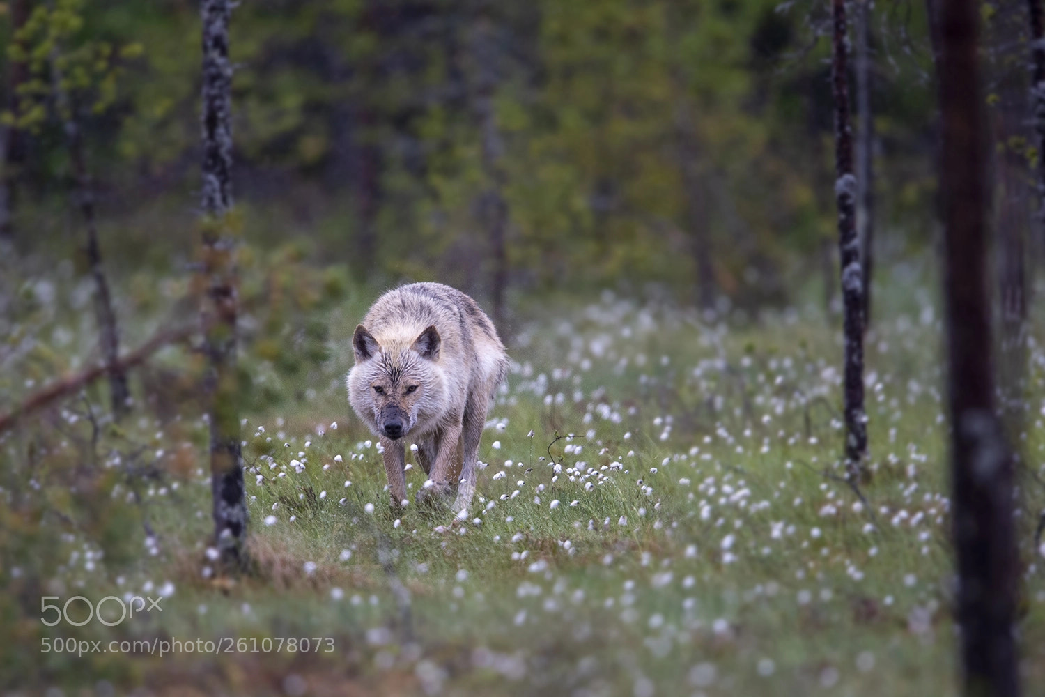 Nikon D4 sample photo. A wet wolf photography