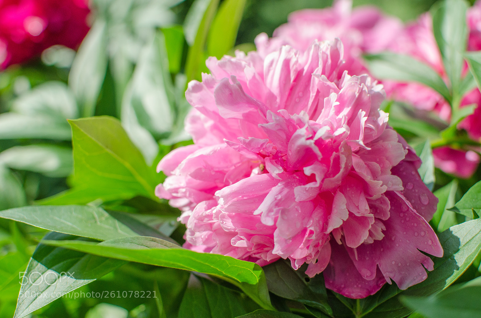 Nikon D7000 sample photo. Peony photography
