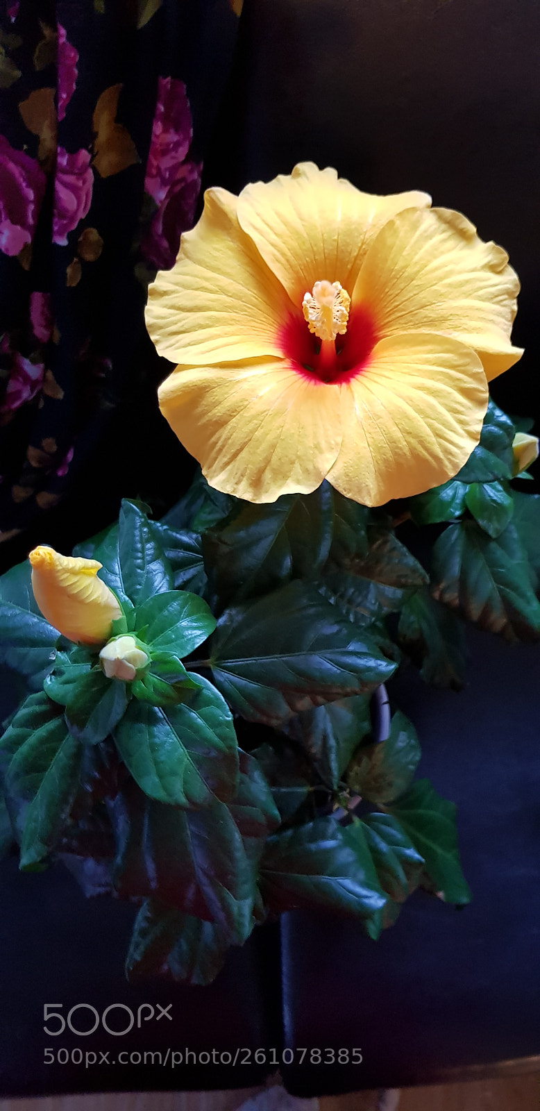 Samsung Galaxy S8 sample photo. Hibiscus photography