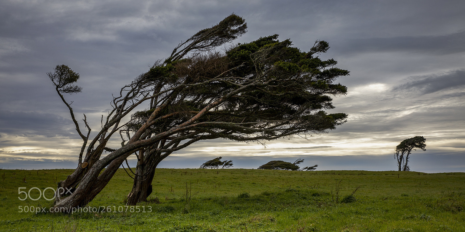 Canon EOS 5D Mark IV sample photo. Windswept photography