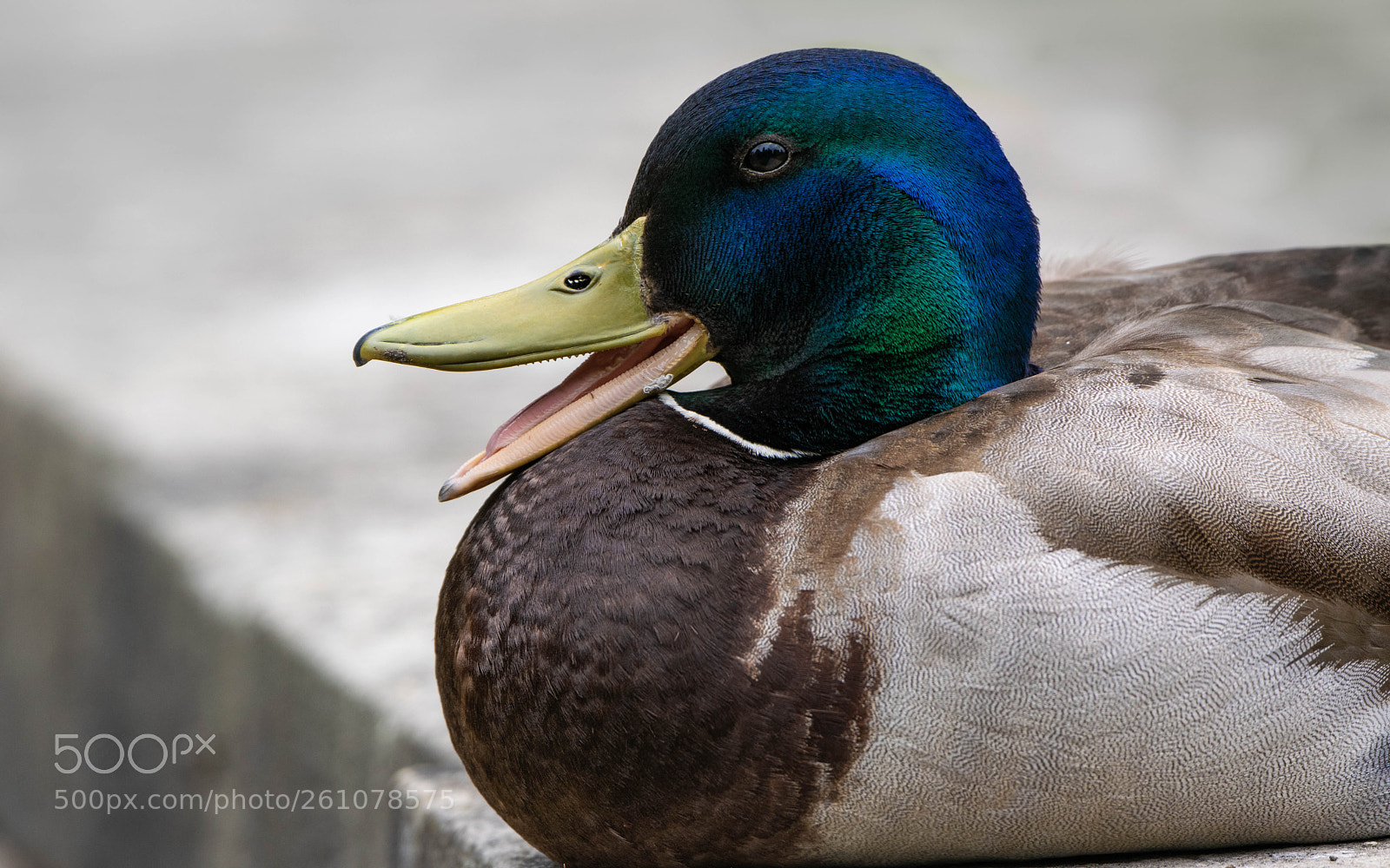 Nikon D5300 sample photo. Mallard photography