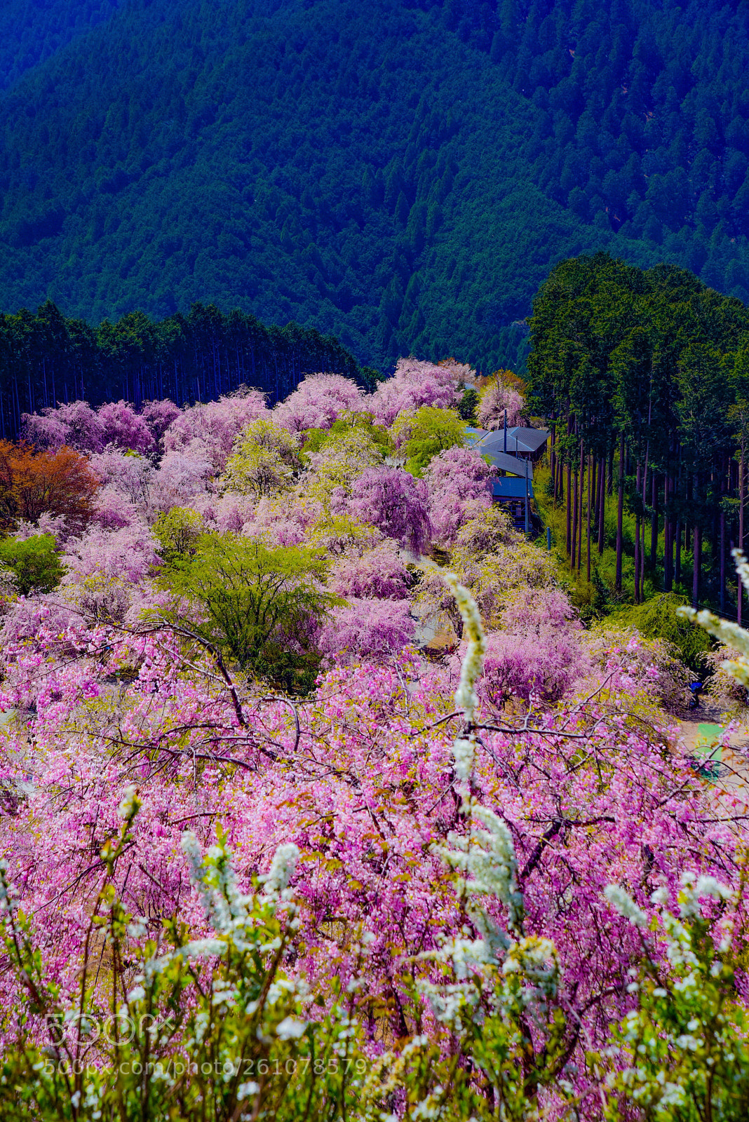 Nikon D810 sample photo. さくら photography