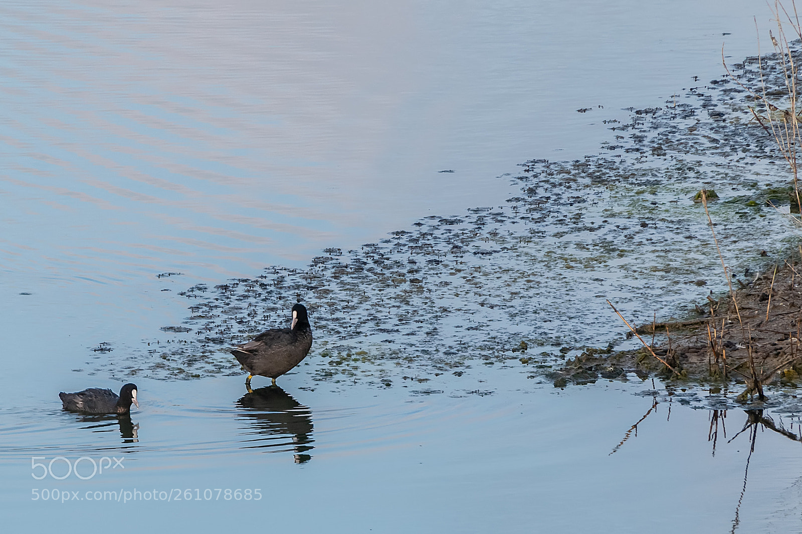 Nikon D5300 sample photo. Fulica atra photography