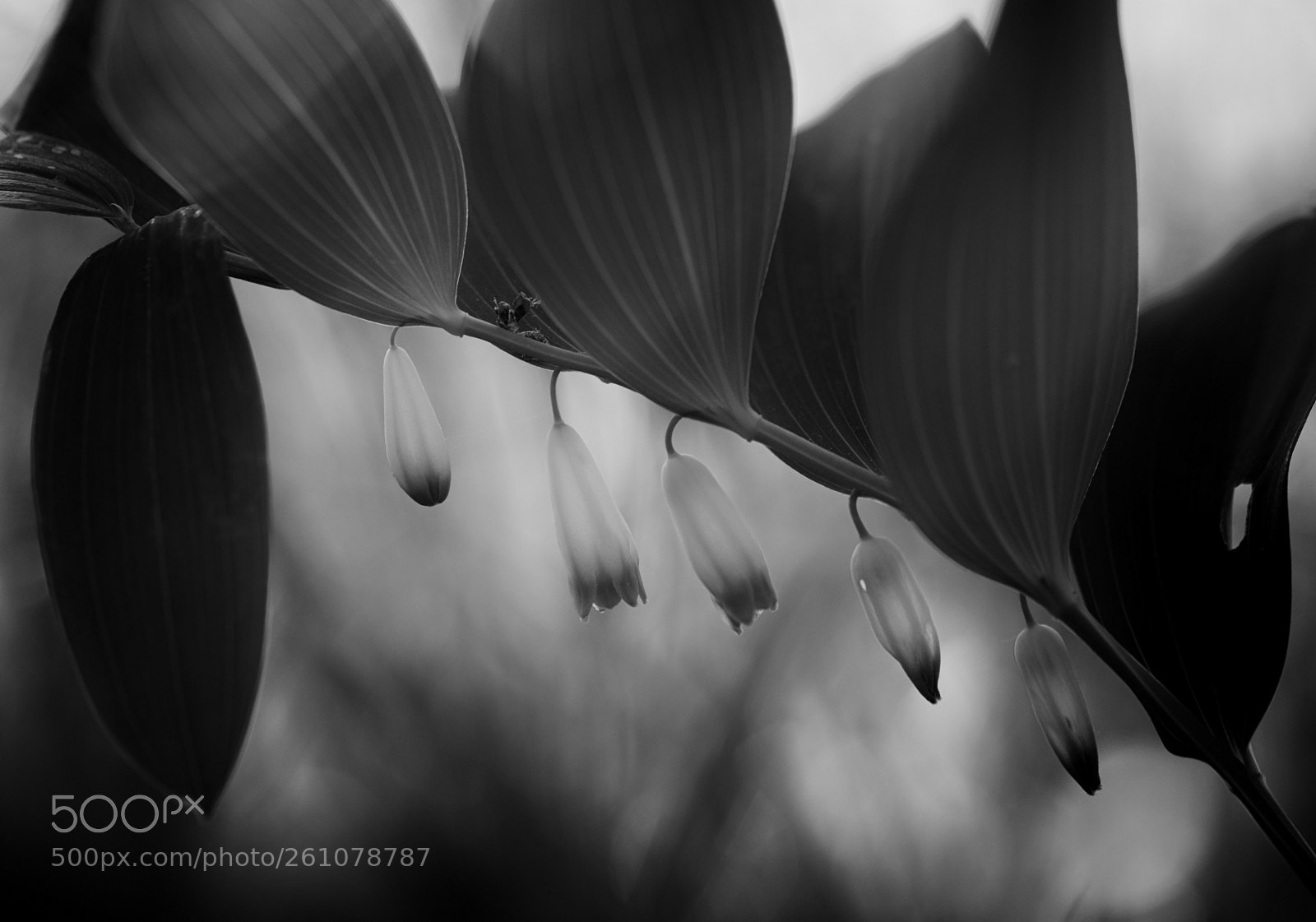 Nikon D7200 sample photo. In rows photography