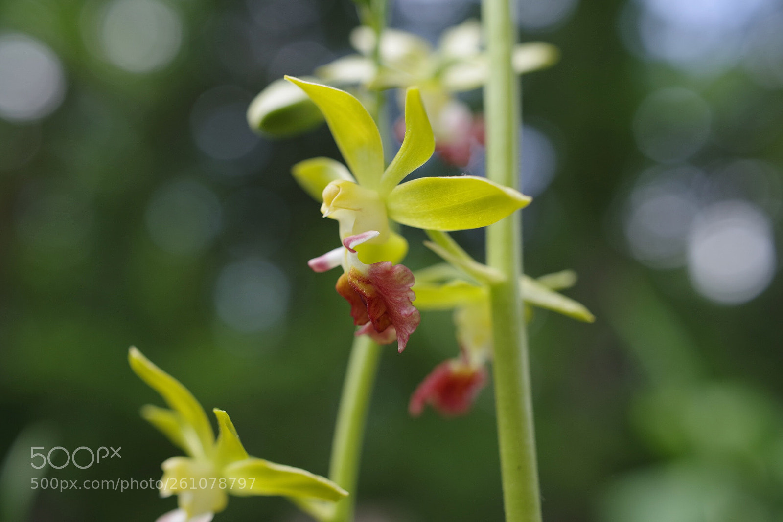 Pentax K-1 sample photo. Calanthe tricarinata photography