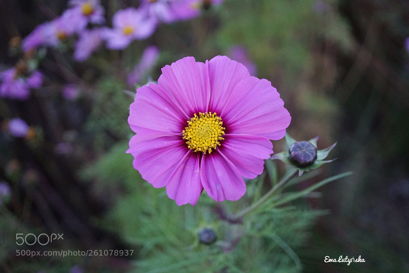 Sony a6000 sample photo. Winter cosmos  photography