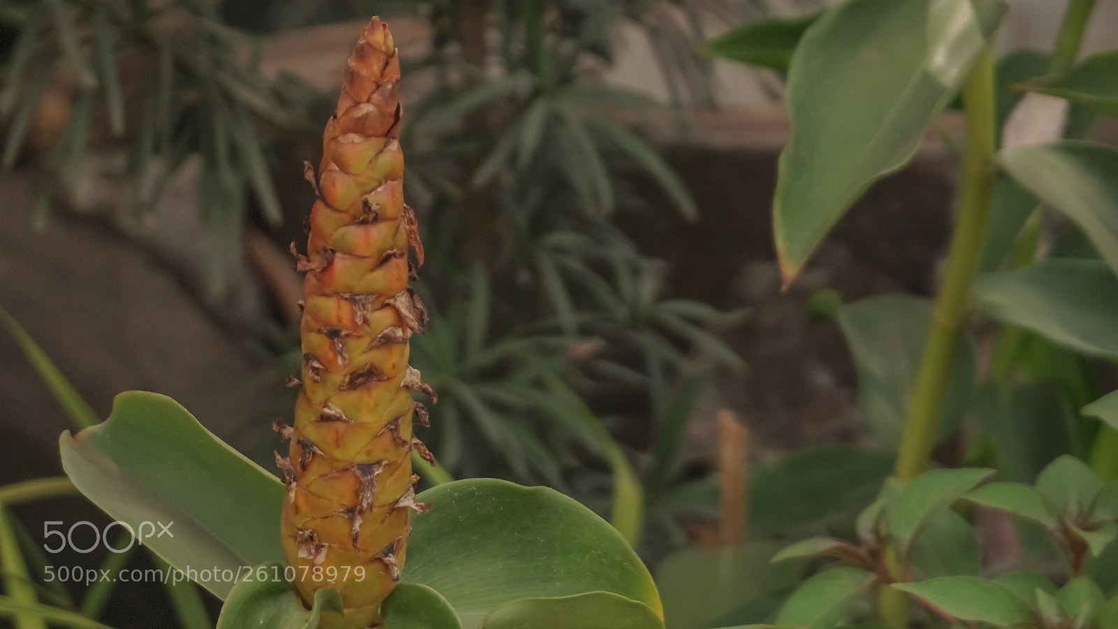 Sony a6000 sample photo. Beautiful image of natural photography