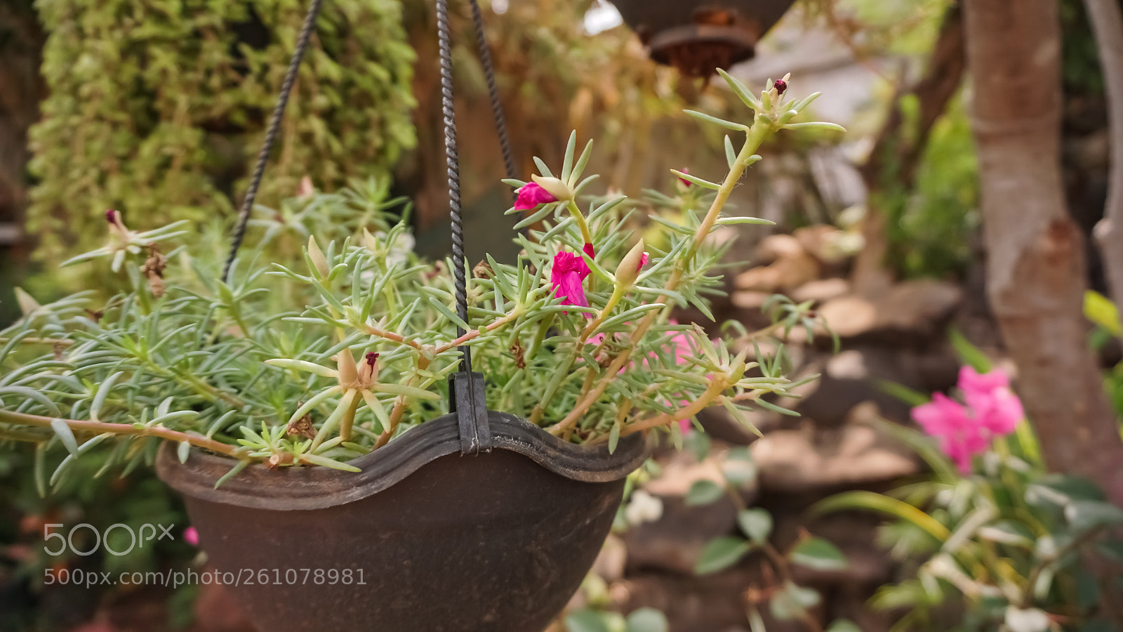Sony a6000 sample photo. Beautiful image of natural photography
