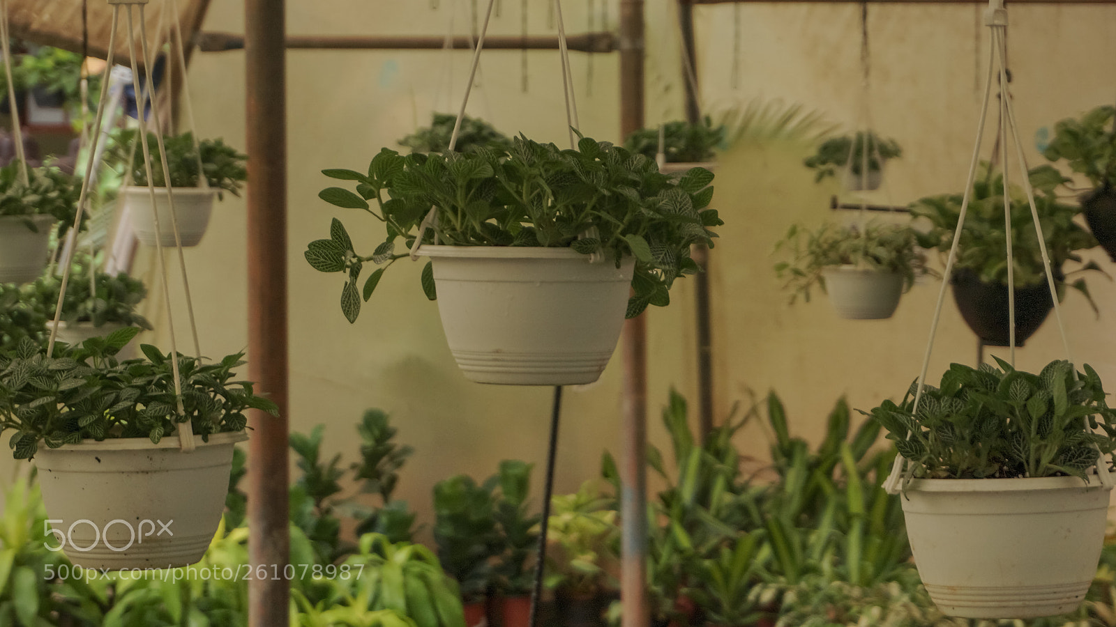 Sony a6000 sample photo. Beautiful image of natural photography