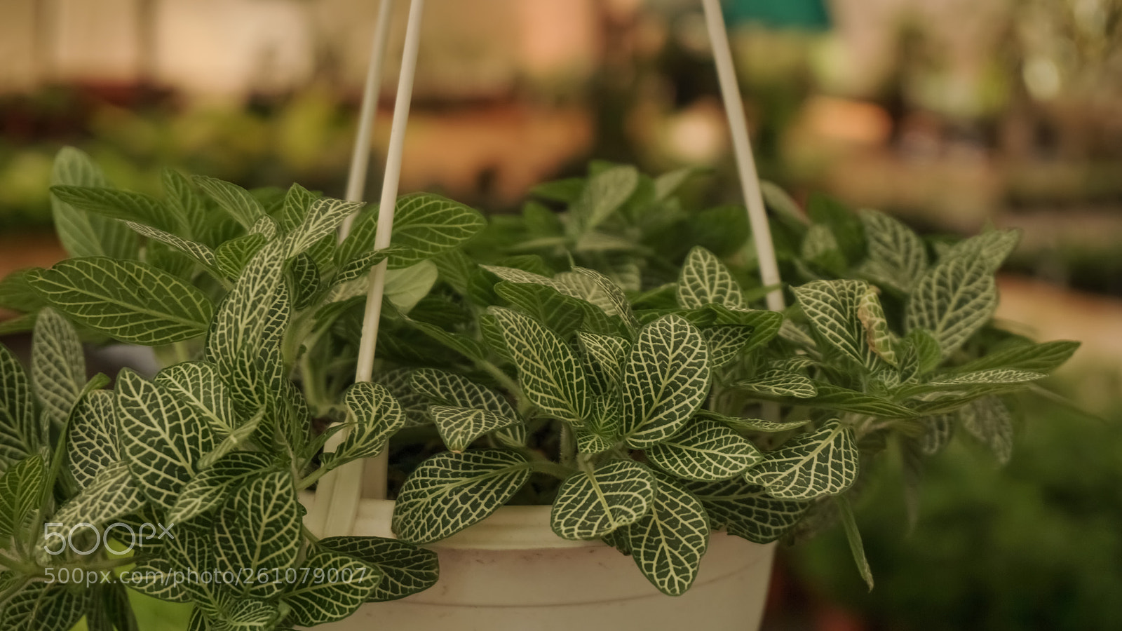 Sony a6000 sample photo. Beautiful image of natural photography