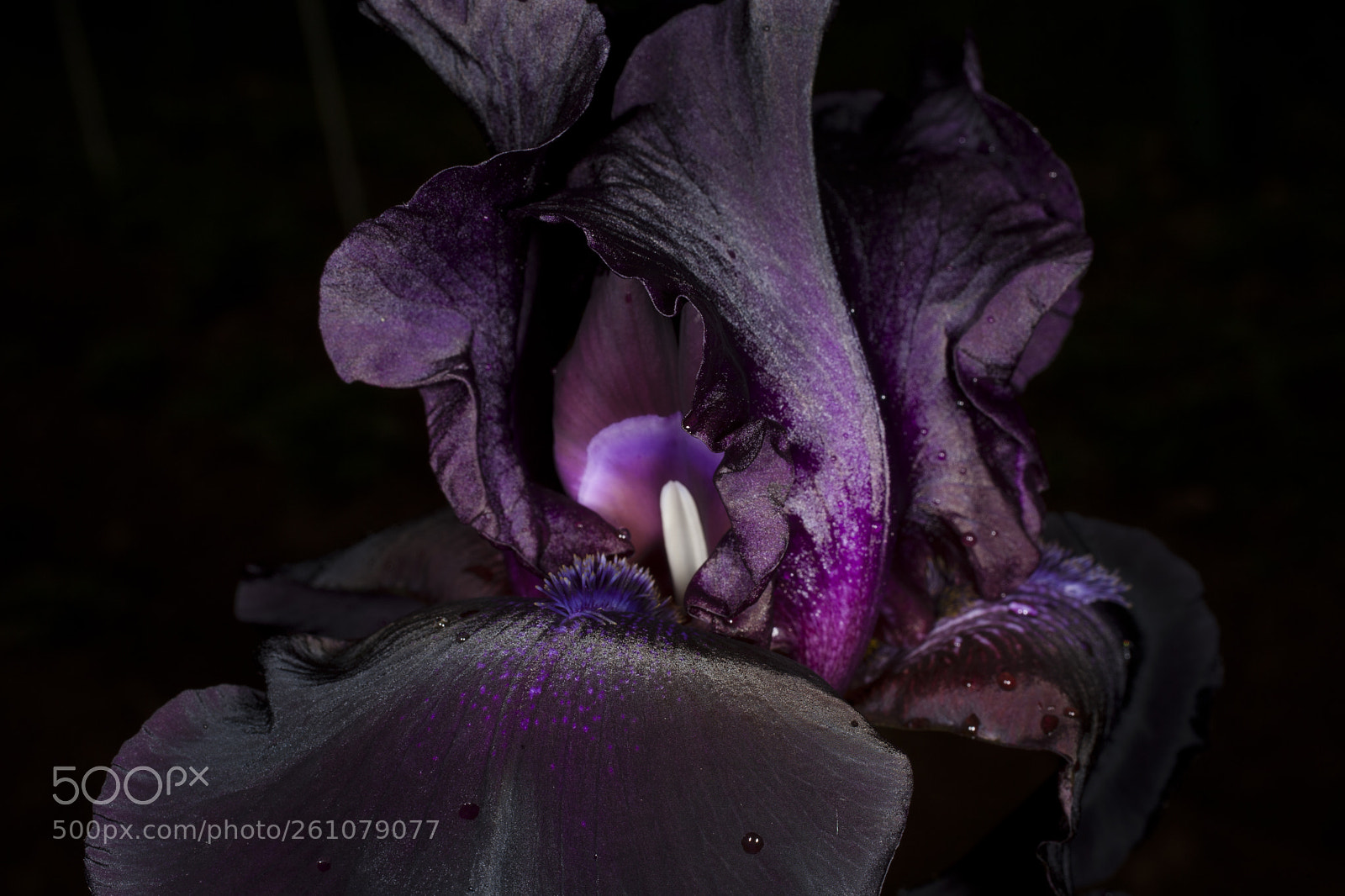 Canon EOS 5D Mark II sample photo. A black iris photography