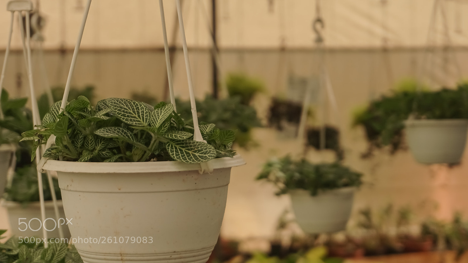 Sony a6000 sample photo. Beautiful image of natural photography