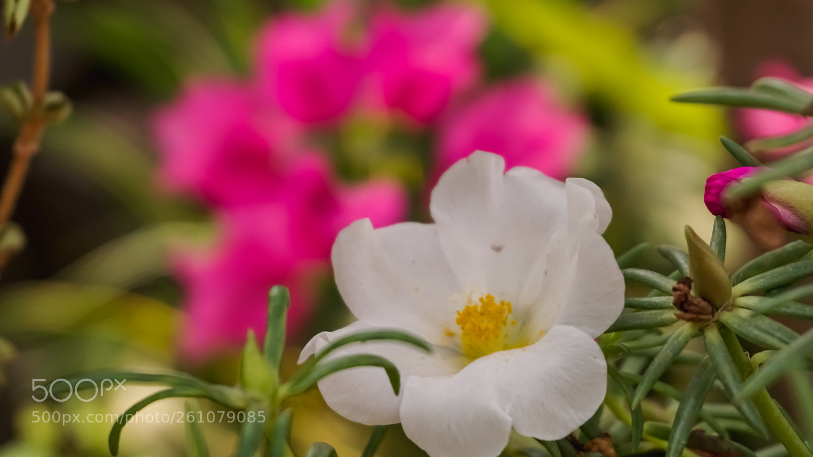 Sony a6000 sample photo. Beautiful image of natural photography