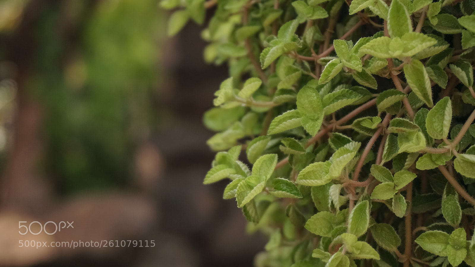 Sony a6000 sample photo. Beautiful image of natural photography