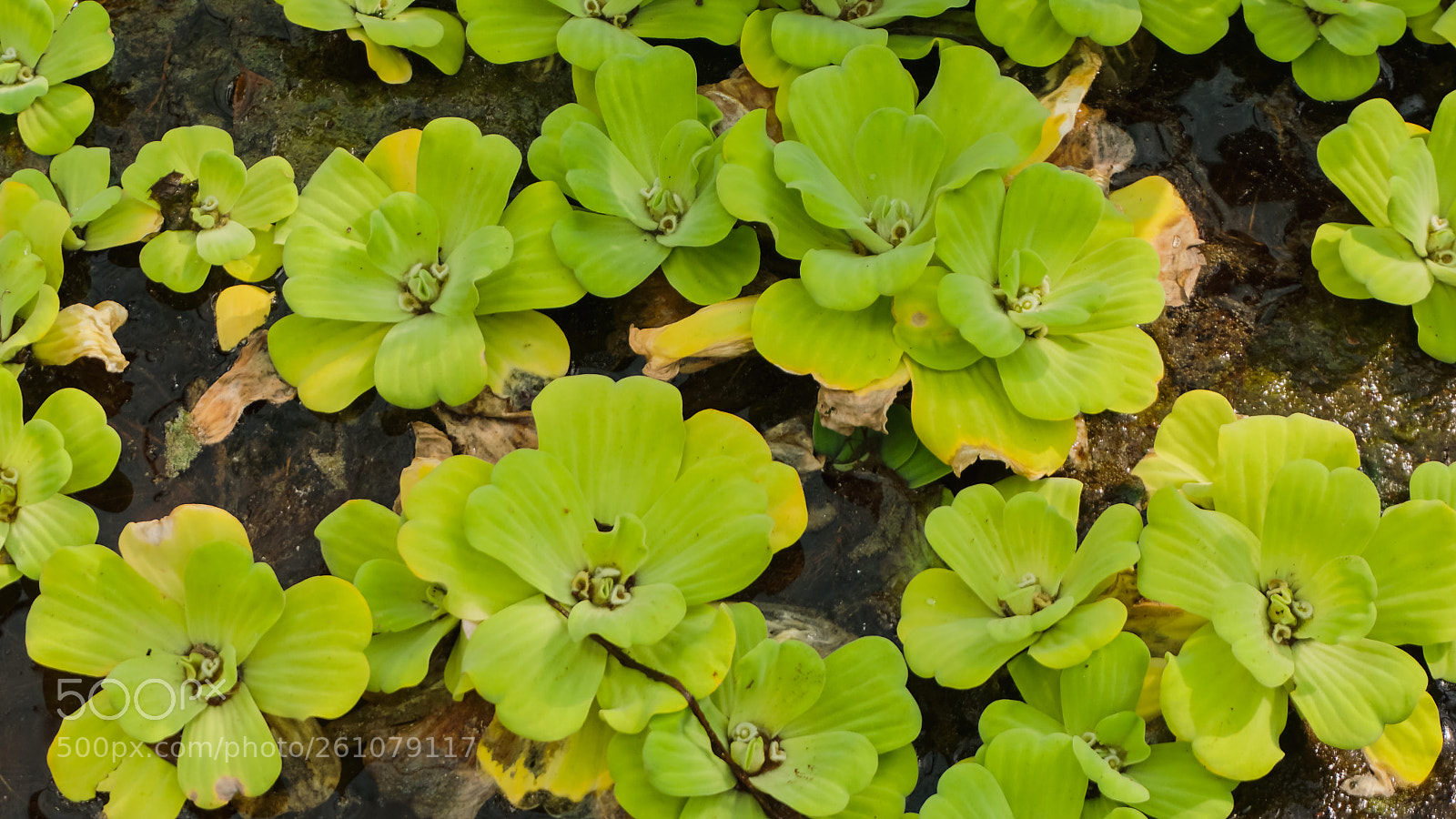 Sony a6000 sample photo. Beautiful image of natural photography