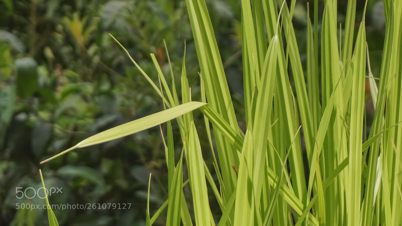 Sony a6000 sample photo. Beautiful image of natural photography