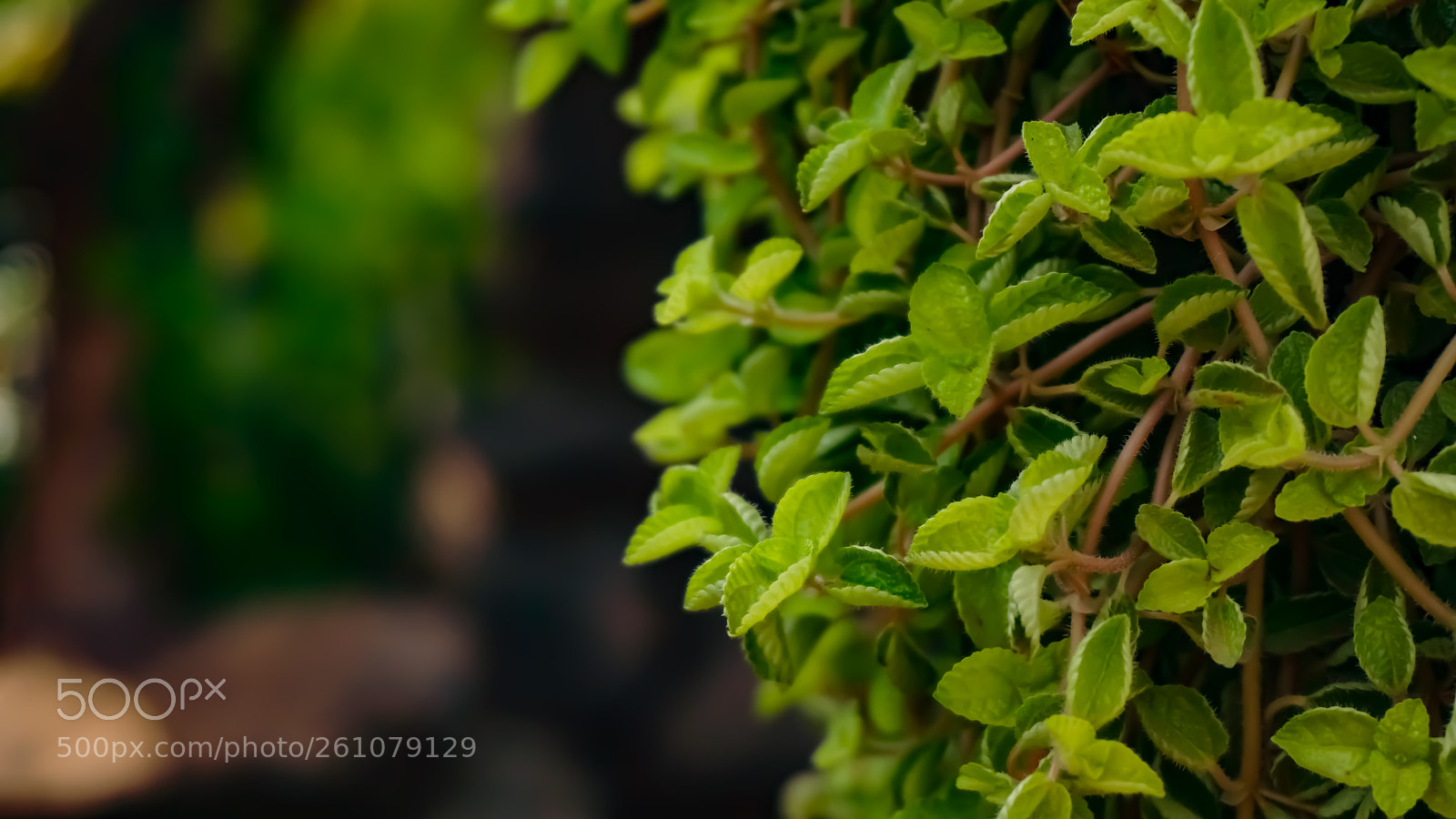 Sony a6000 sample photo. Beautiful image of natural photography