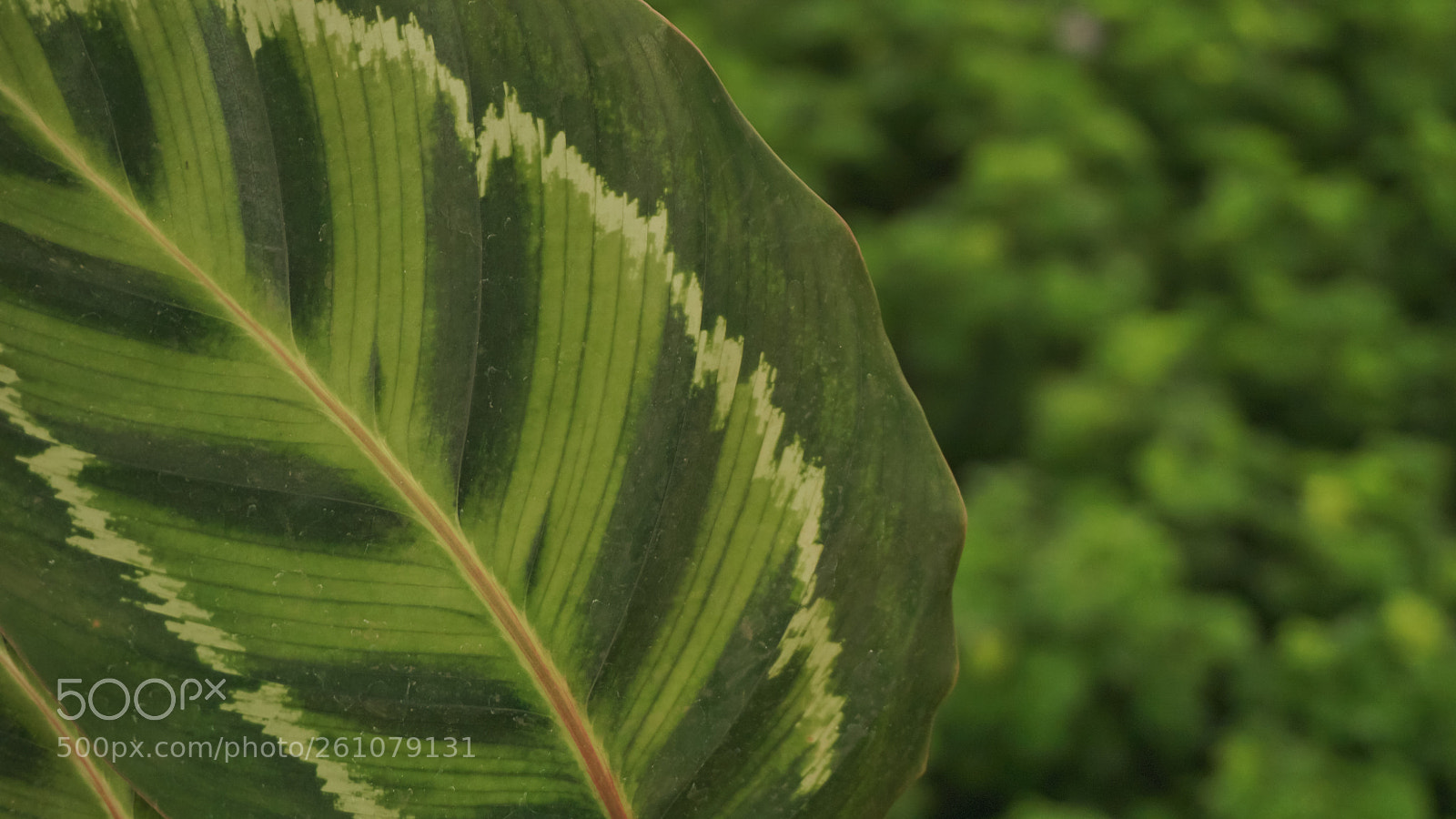 Sony a6000 sample photo. Beautiful image of natural photography