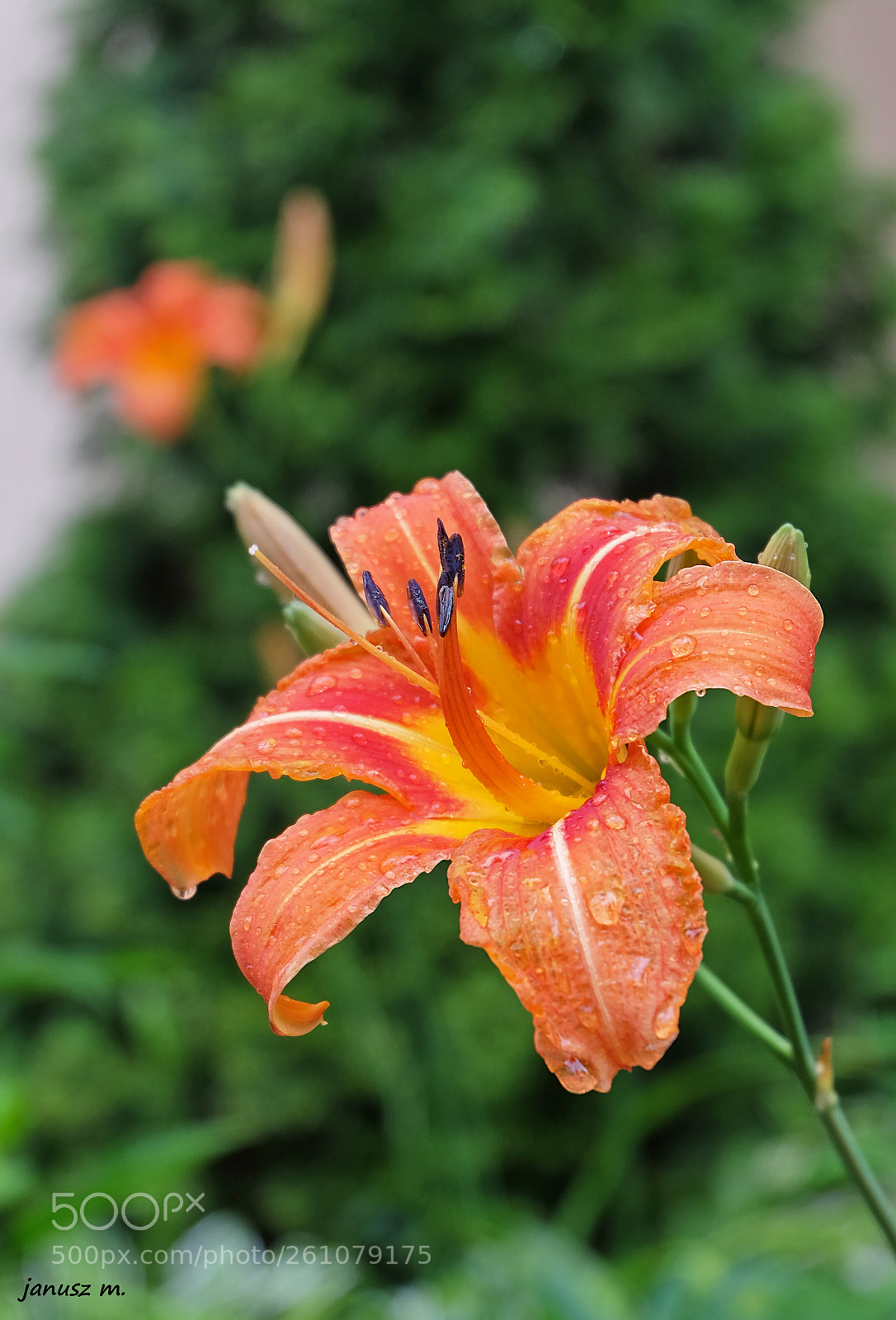 Fujifilm X-T10 sample photo. Lily in the rain photography