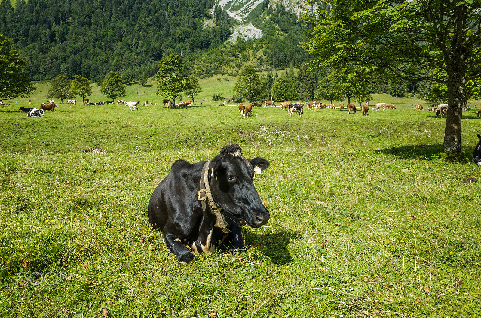 Ricoh GR sample photo. Black cow photography