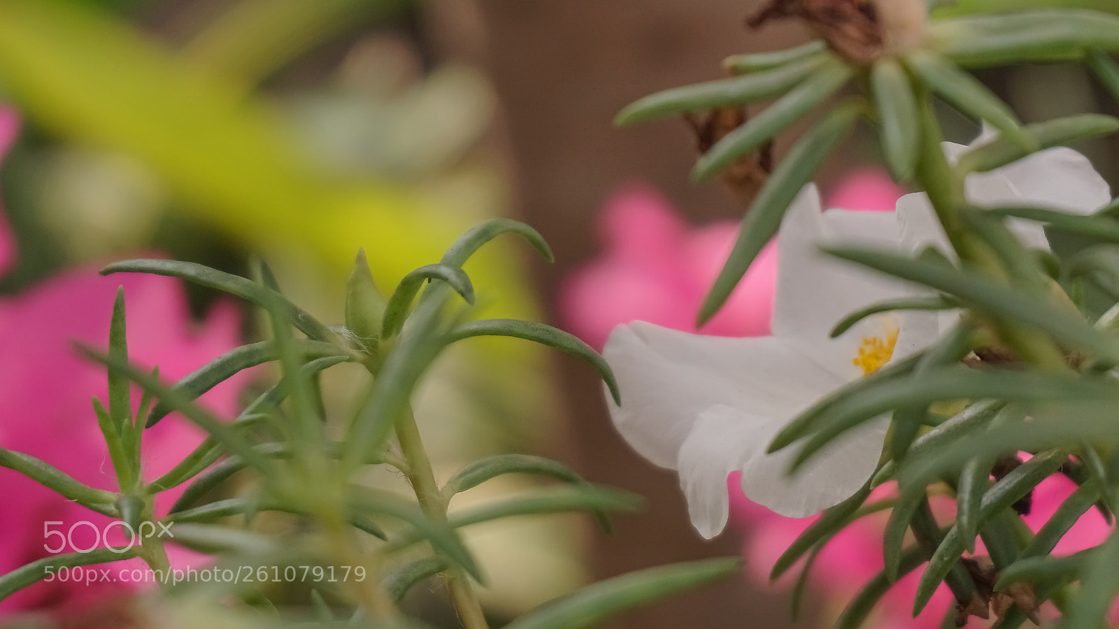 Sony a6000 sample photo. Beautiful image of natural photography