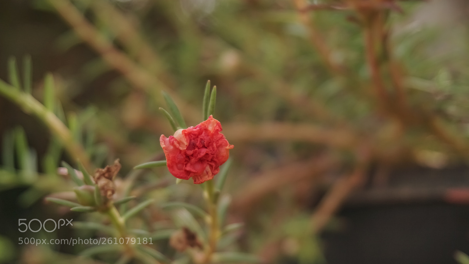 Sony a6000 sample photo. Beautiful image of natural photography