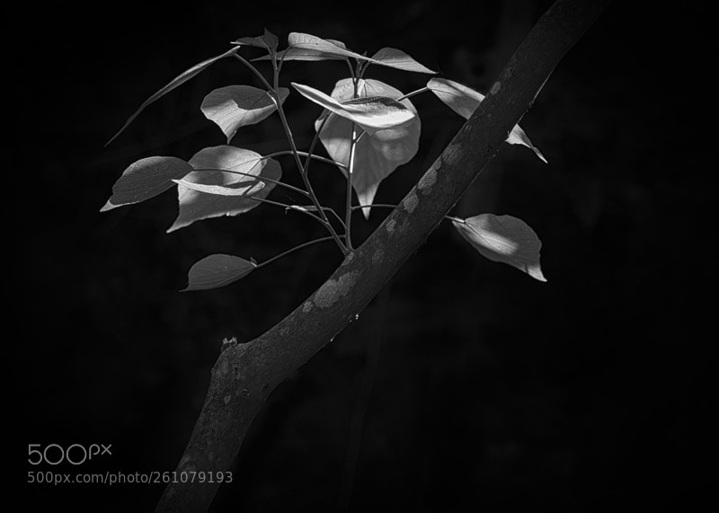 Canon EOS 5D Mark II sample photo. Untitled photography