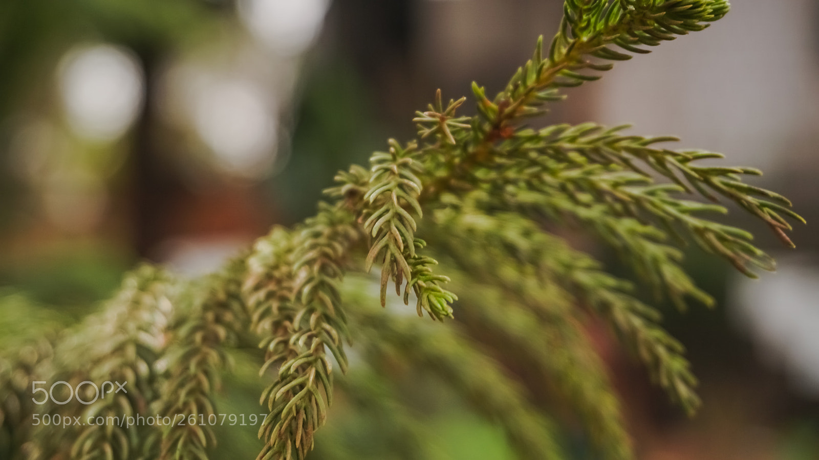 Sony a6000 sample photo. Beautiful image of natural photography