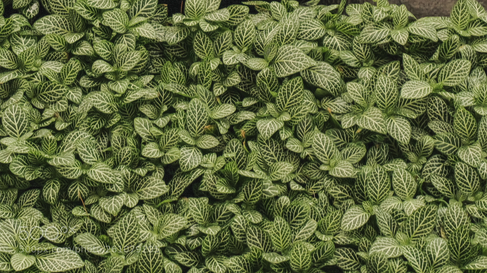 Sony a6000 sample photo. Beautiful image of natural photography
