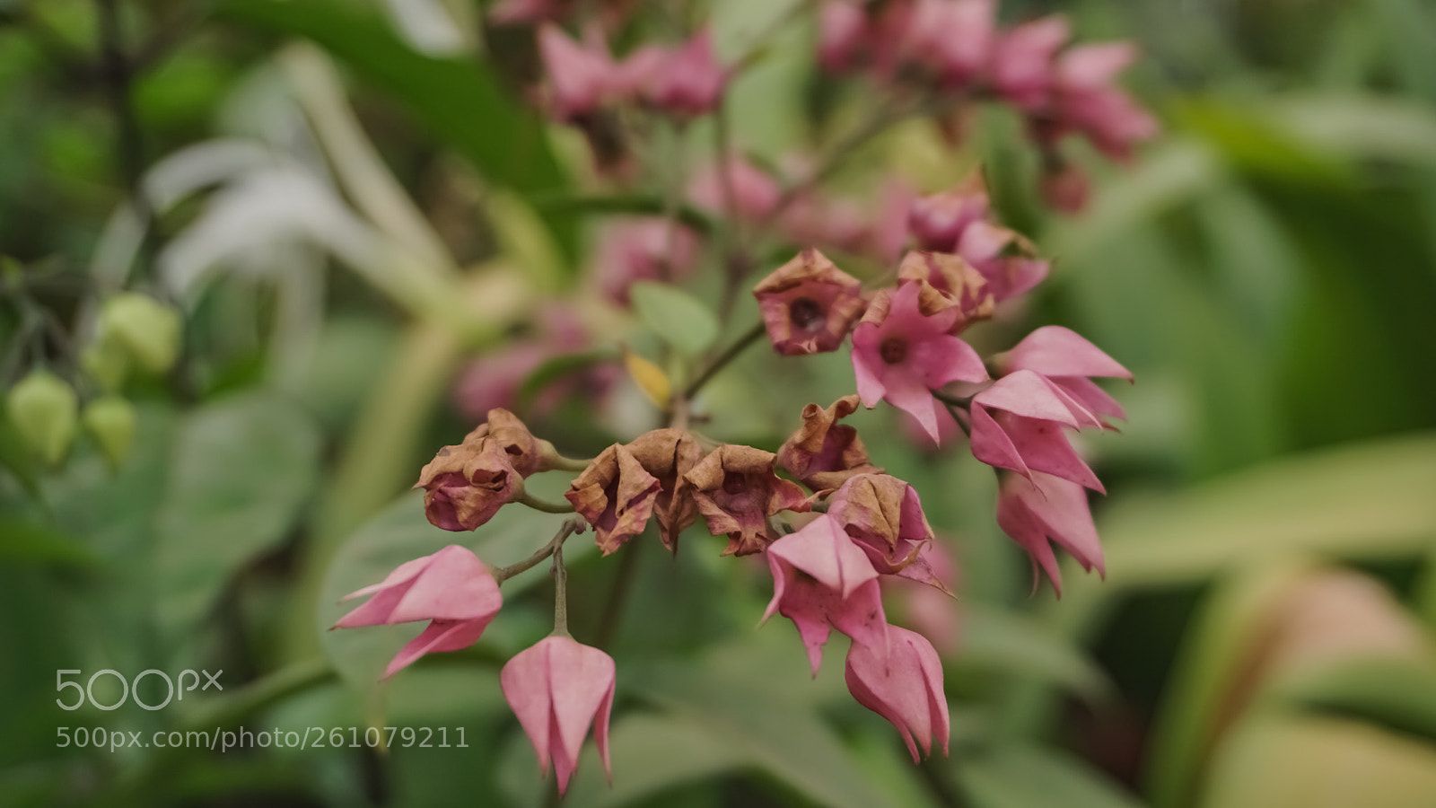 Sony a6000 sample photo. Beautiful image of natural photography