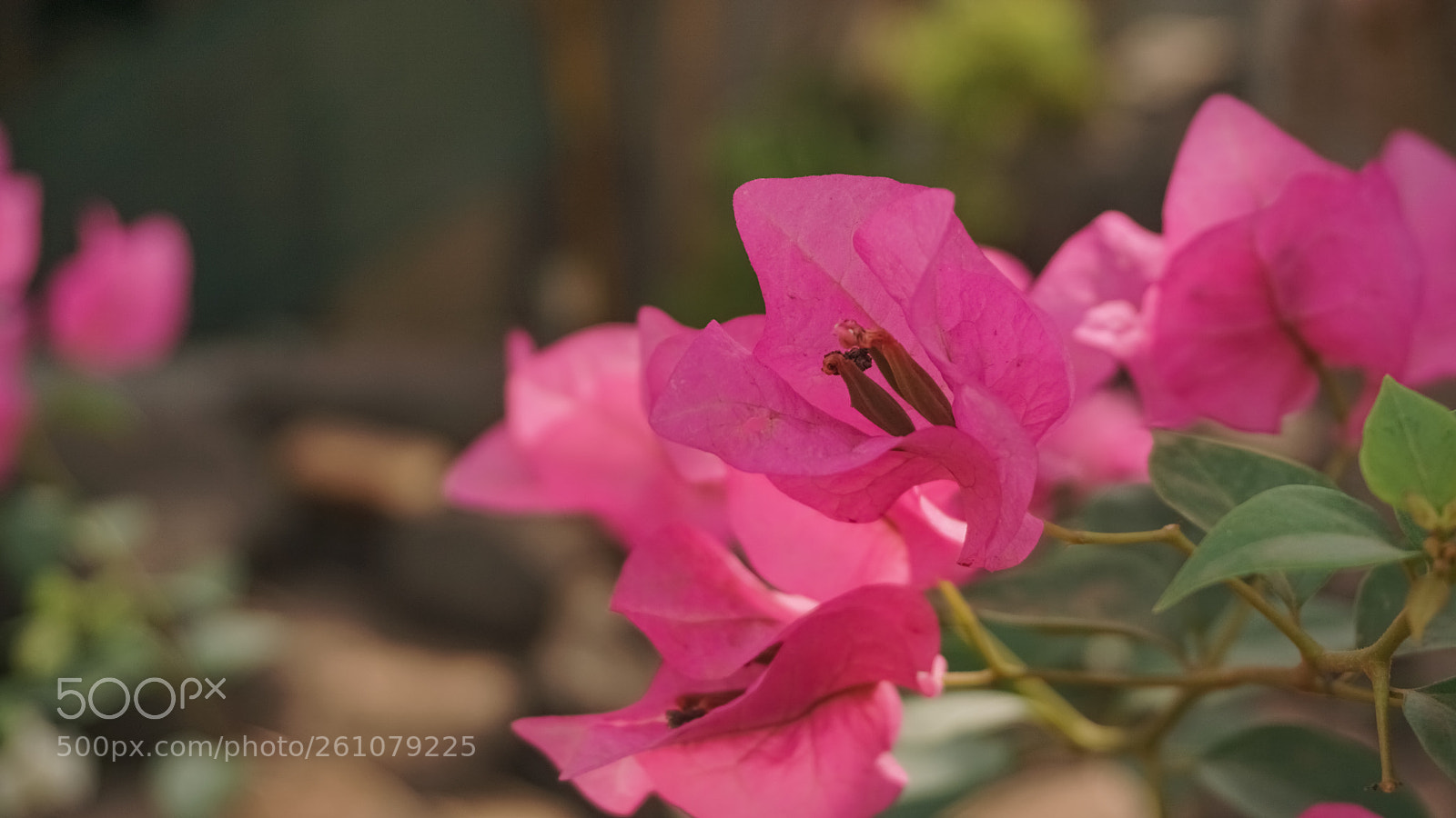 Sony a6000 sample photo. Beautiful image of natural photography