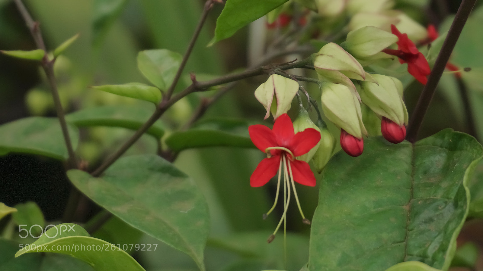 Sony a6000 sample photo. Beautiful image of natural photography
