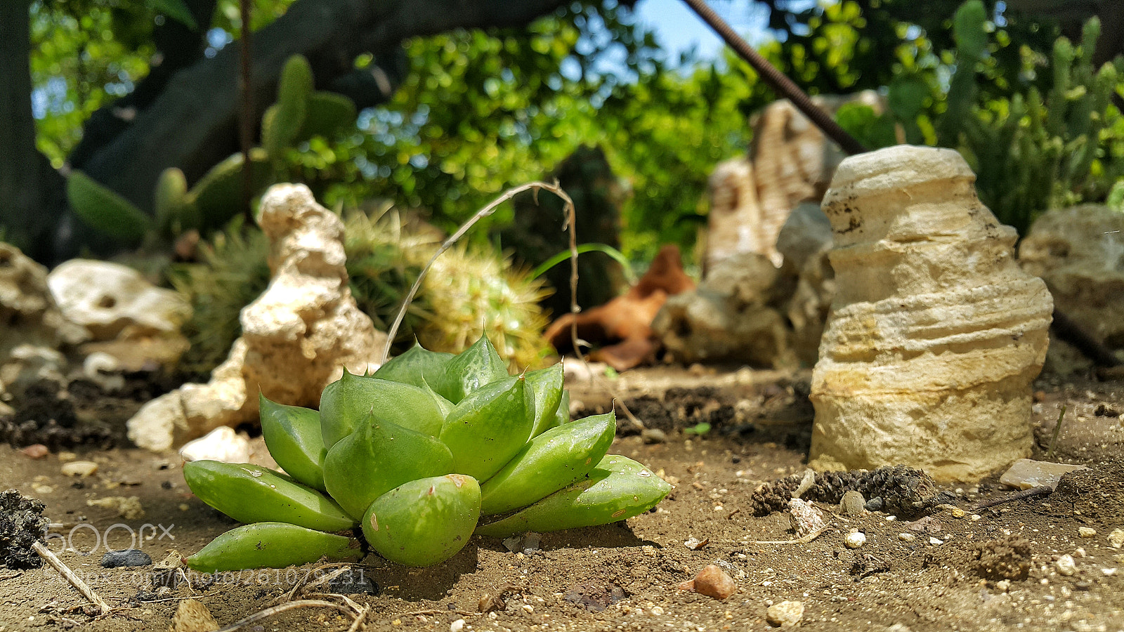 Samsung Galaxy Note4 sample photo. Mysterious city of cactus photography