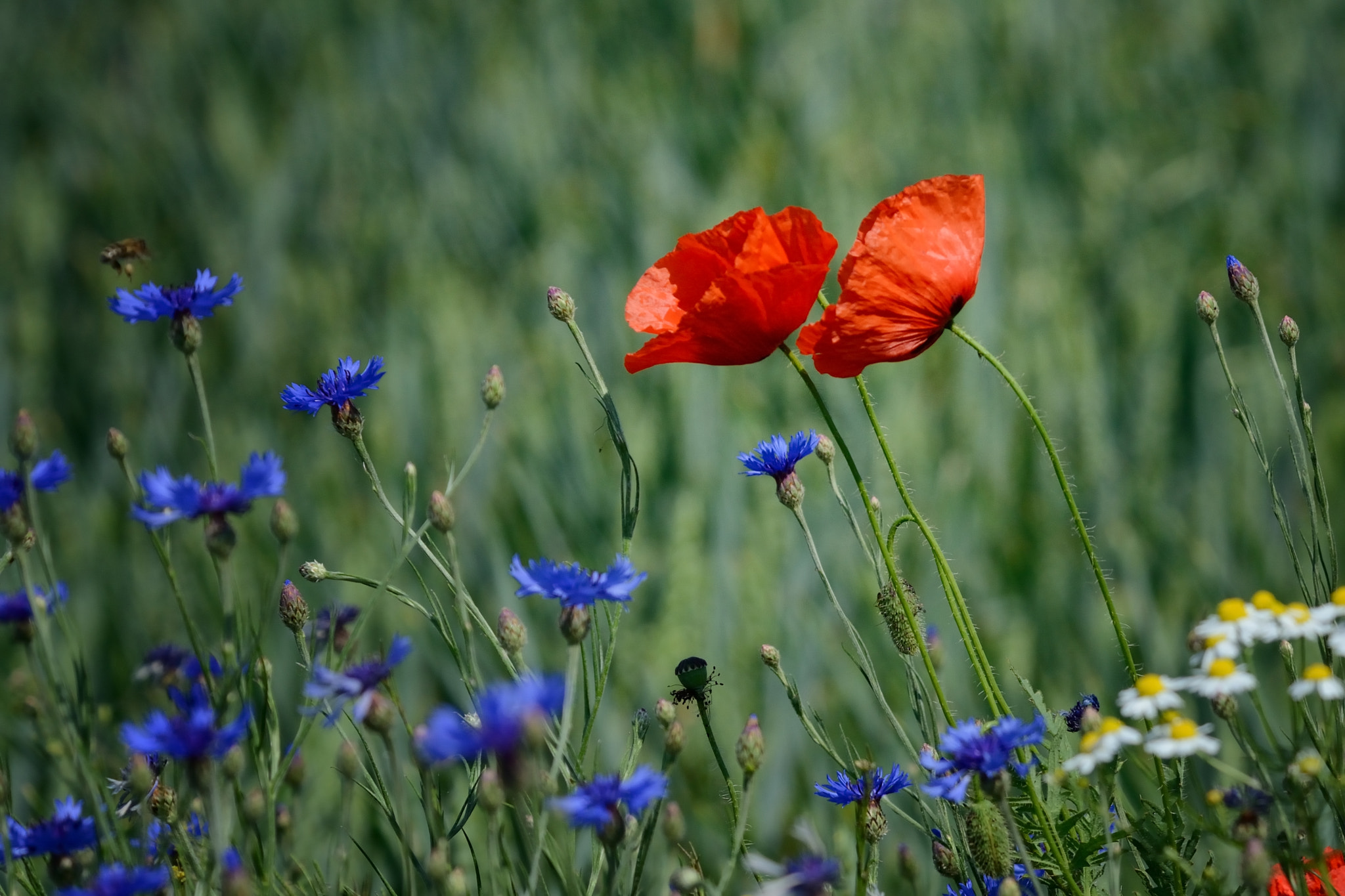 Nikon D7000 sample photo. Summer photography