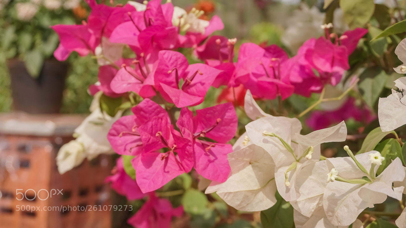 Sony a6000 sample photo. Beautiful image of natural photography