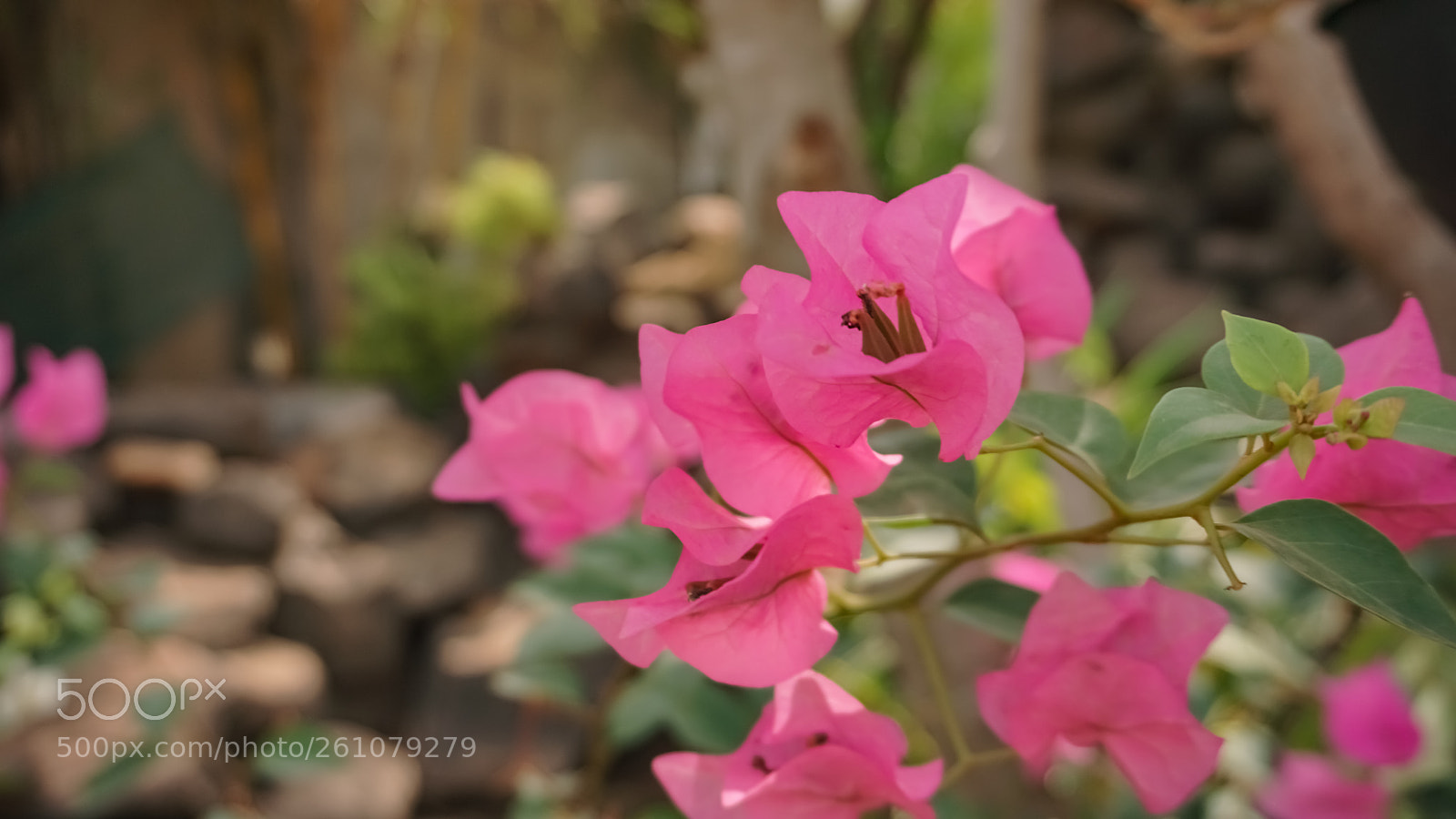 Sony a6000 sample photo. Beautiful image of natural photography