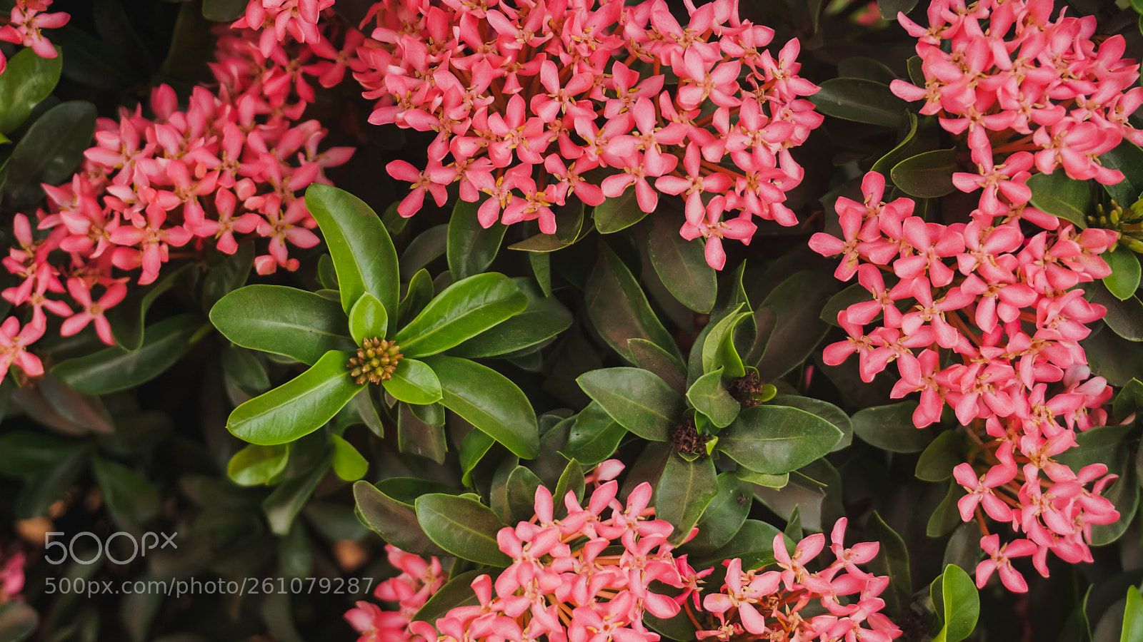 Sony a6000 sample photo. Beautiful image of natural photography