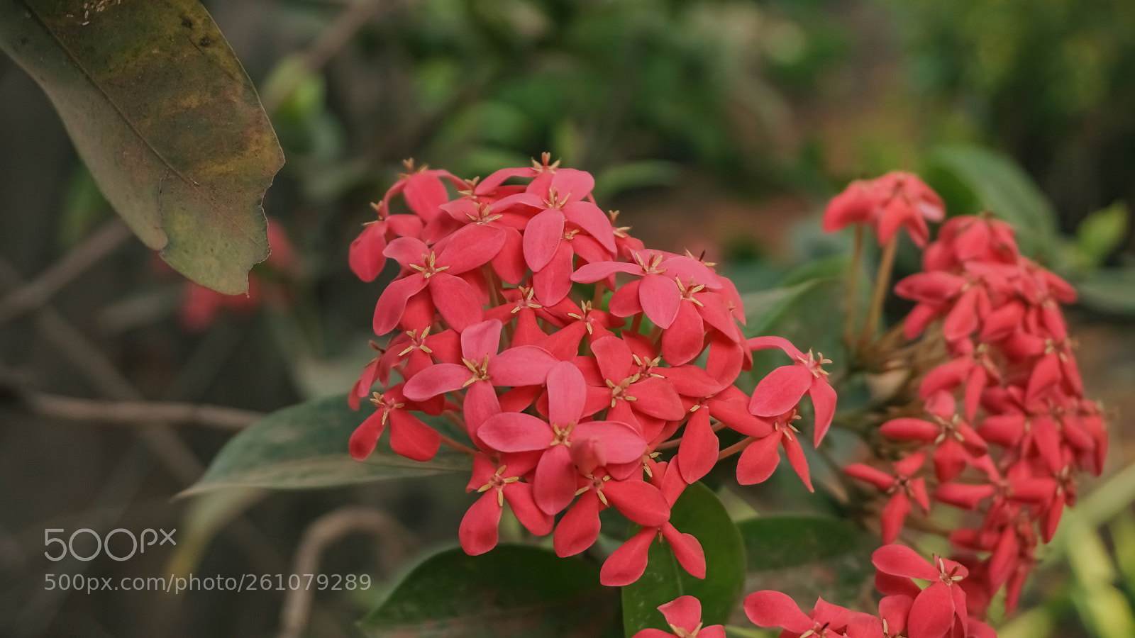 Sony a6000 sample photo. Beautiful image of natural photography