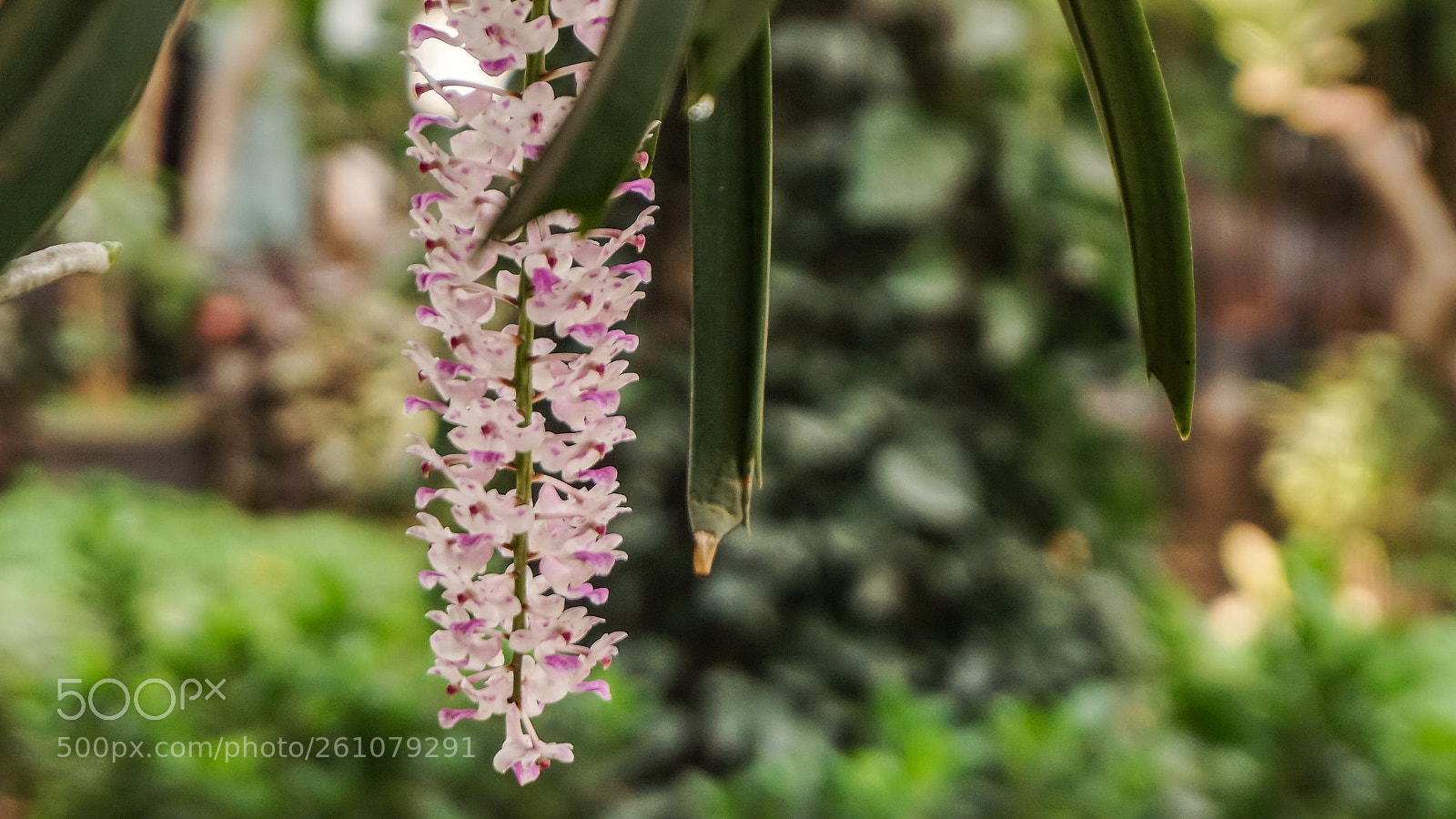 Sony a6000 sample photo. Beautiful image of natural photography