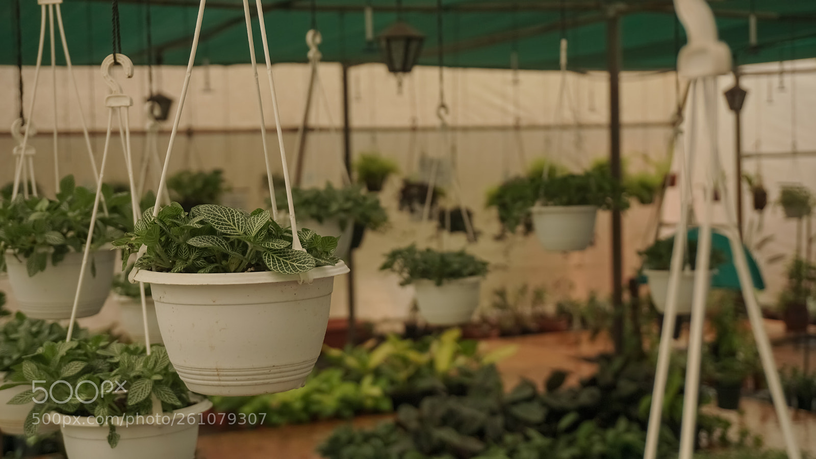 Sony a6000 sample photo. Beautiful image of natural photography